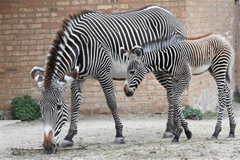 Endangered Zebra Born At Brookfield Zoo Zooborns