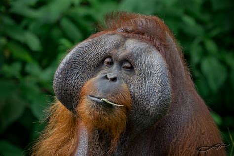 Orangutan Scientific Name Pongo Pygmaeus Pygmaeus Iucn St Flickr
