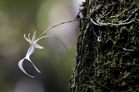 11 Enchanting Quirks Of The Rare Ghost Orchid