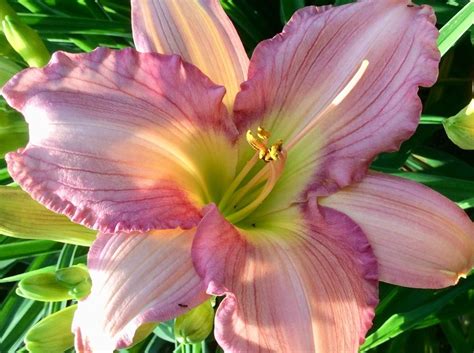 Daylily Hemerocallis Smiles From Heaven In The Daylilies Database