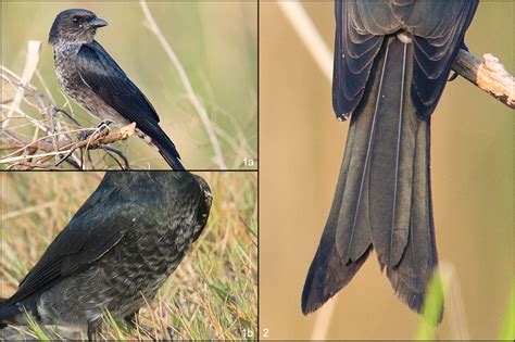 Crow Billed Drongo First Record For Shanghai Shanghai Birding 上海观鸟