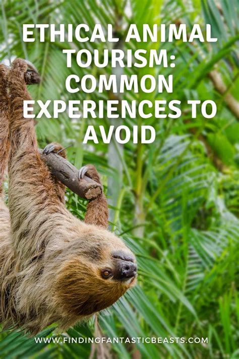 Ethical Animal Tourism Common Tourist Activities To Avoid Animals