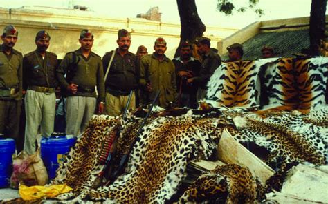 Leopard Profile Poachingfacts