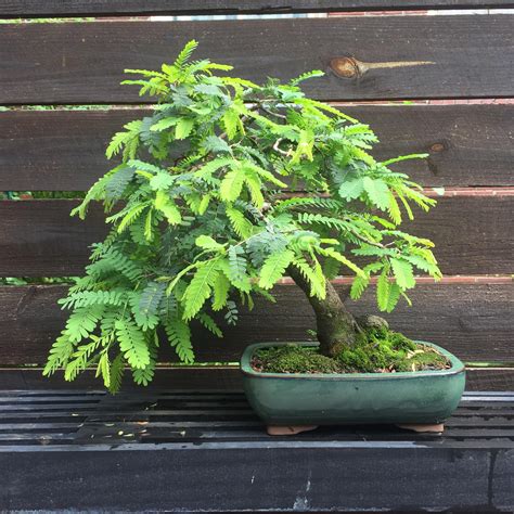 Read more about bonsai care at miami tropical bonsai!! Mimosa Tree Bonsai Care - bonsai tree
