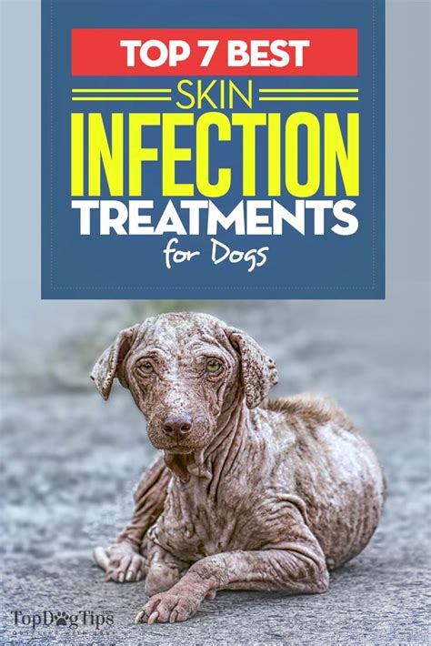 When the outer ear canal is infected, the condition is called swimmer's ear, which is different from a middle ear infection. Top 7 Best Dog Skin Infection Treatment Brands in 2018 (OTC)