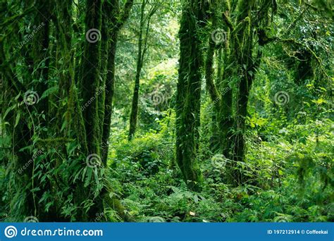 Green Deep Rainforest With Moss Fern And Lichen Cover The Tree Stock