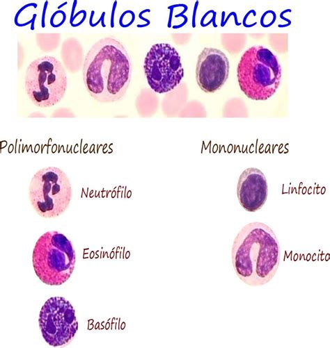 Tipos de glóbulos blancos Ciencia Amino