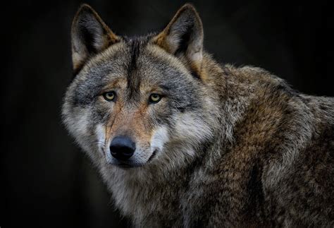 Reintroduction Of Gray Wolves In Colorado Moves Ahead