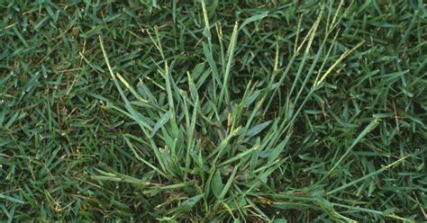 There are several options for crabgrass removal. Durham Council of Garden Clubs: How To Kill Crabgrass and ...