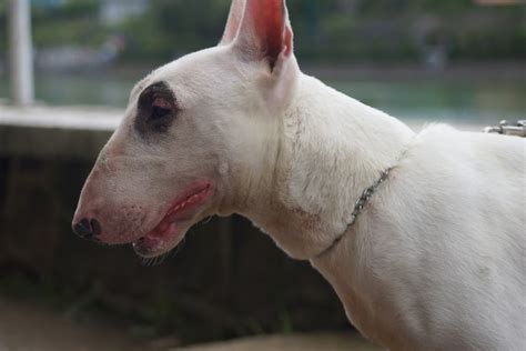Bull Terrier Preço personalidade fotos e mais Adoro Pets