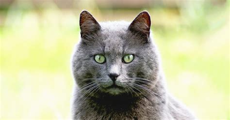 Russian Blue Everything You Need To Know