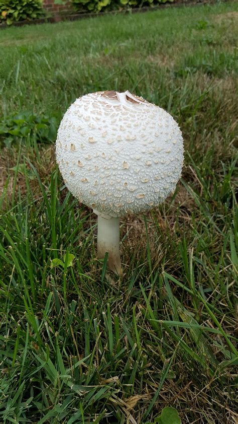 Chlorophyllum Molybdites Found On A Lawn In Indiana R