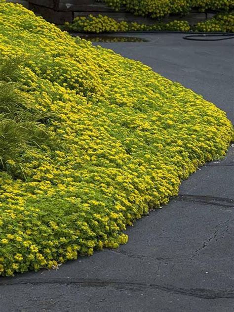 120 Sedum Yellow Ground Cover Aka Stonecrop Succulent Perennial Flower