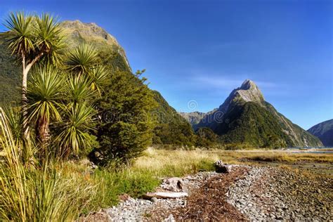 New Zealand Scenic Coastal Trail Milford Sound Stock Image Image Of