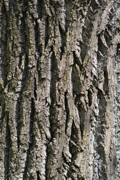 Tulip Tree Bark Stock Photos Pictures And Royalty Free Images Istock