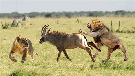 Roan Antelope Vs Lioness Fighting Most Amazing Moment Of Wild Lions