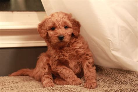 Red Goldendoodle Puppy At 7 Weeks Old From