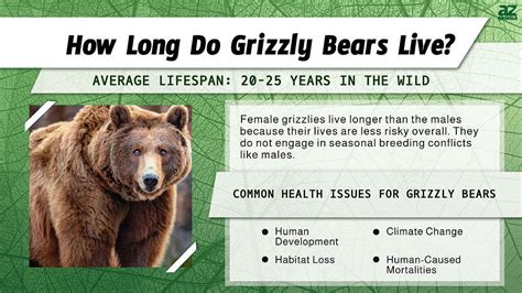 Grizzly Bear Lifespan How Long Do Grizzly Bears Live A Z Animals