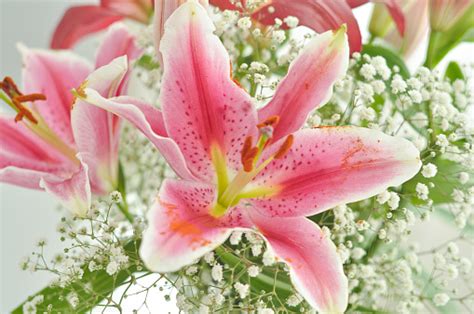 Pink Lily Flower Stock Photo Download Image Now Beauty Blossom