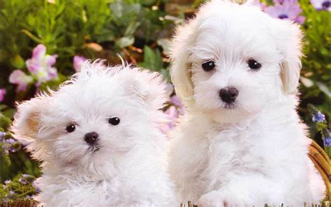 Wallpapers Cute Puppies Wallpaper Cave