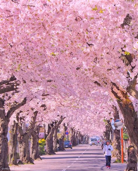 A Pink Path 🌸 ~ Japan Phot
