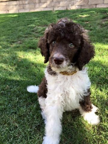 The parti poodle is our love and we owned and showed the number 1# ukc multi colored standard poodle for 2018. Standard Parti Poodle Puppies - Orange County CA - SIRE is ...
