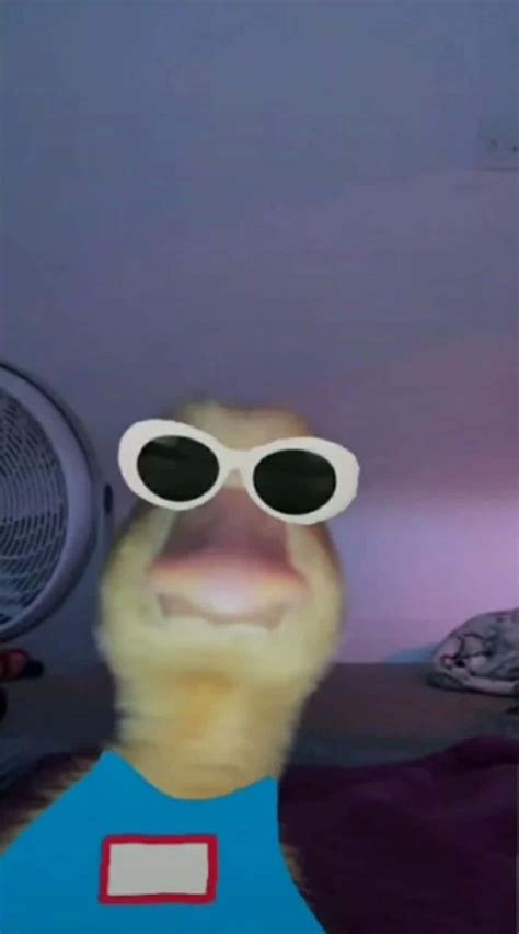 Download Duck In Sunglasses Weird Pfp Wallpaper