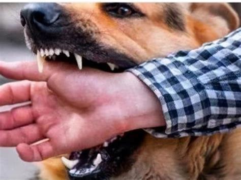 这5种狗凶起来会咬人但是养的人还不少 咬人 种狗 主人 新浪新闻
