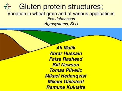 Gluten Protein Structures Variation In Wheat Grain And At Various Ap