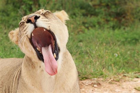 Lioness With Tongue Sticking Out Stock Photo Image Of Kitty Jungle