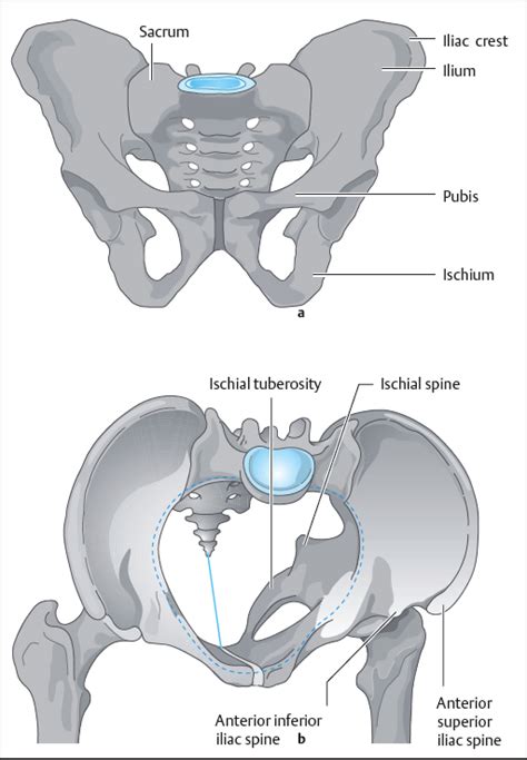Anatomy And Physiology Of The Pelvic Floor Musculoskeletal Key