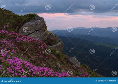 Blooming Rhododendron In The Mountains Stock Photo Image Of Spring