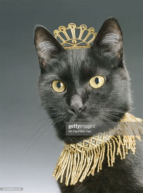 Check spelling or type a new query. Black Cat Wearing Gold Crown And Necklace Closeup Stock ...