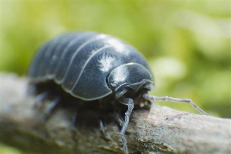 Roly Poly Pill Bugs What You Need To Know Bugtech