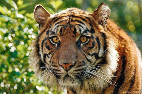 Top 101 Imagenes Del Tigre De Sumatra Destinomexicomx