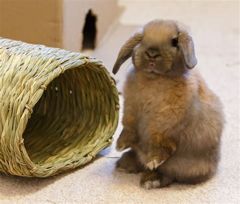 Baby Bunnies For Sale Near Me Baby Viewer