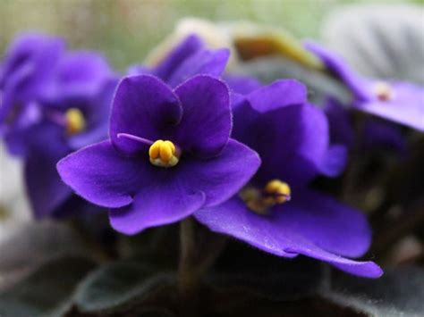 How To Propagate African Violets Sunday Gardener
