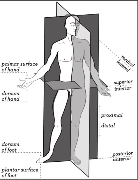 Anatomical Positionterminology Diagram Quizlet