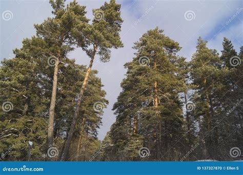 Siberian Pine Forest In Winter Stock Photo Image Of Coniferous High