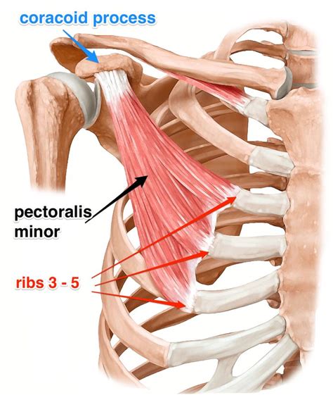 The Pectoralis Minor Is The Muscle Of The Month At Yoganatomy Com