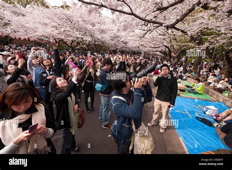 Japan Tokyo Ueno Park Hanami Cherry Blossom Viewing Parties Under