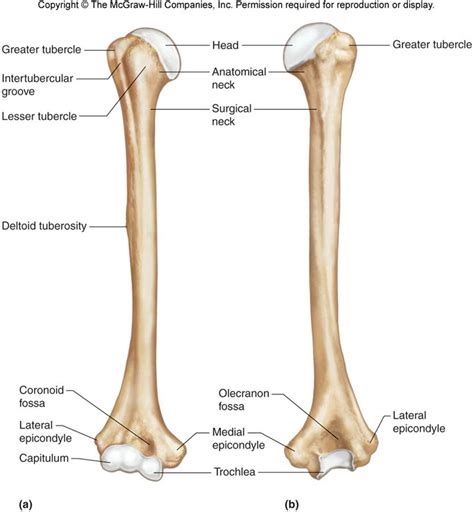 Humerus Chandler Physical Therapy