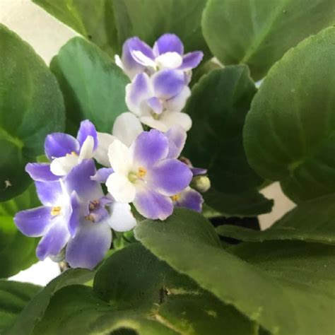 Lavender Bicolor African Violet Plants For Sale Free Shipping