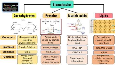 Four Biomolecules Structure And Function Comparison Chart