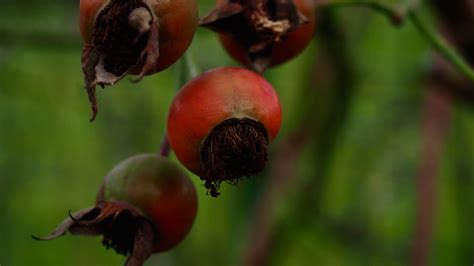 Free Images Tree Nature Branch Fruit Leaf Flower Food Red