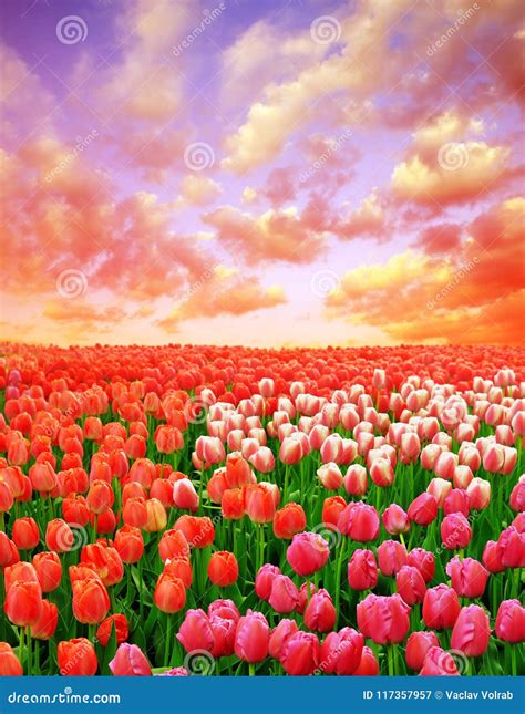693 Tulip Fields Sunset Stock Photos Free And Royalty Free Stock Photos