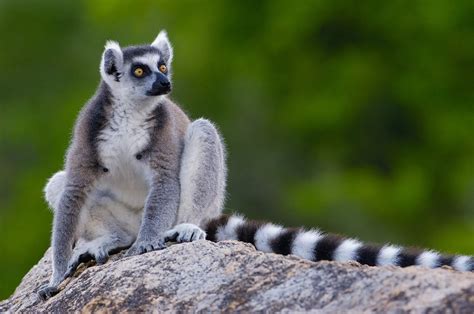 Lemur Wallpapers Images Photos Pictures Backgrounds