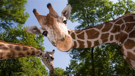 Giraffe Sex Relies On Pee Popular Science
