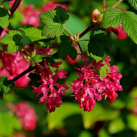 Buy Flowering Currant Ribes Sanguineum King Edward Vii
