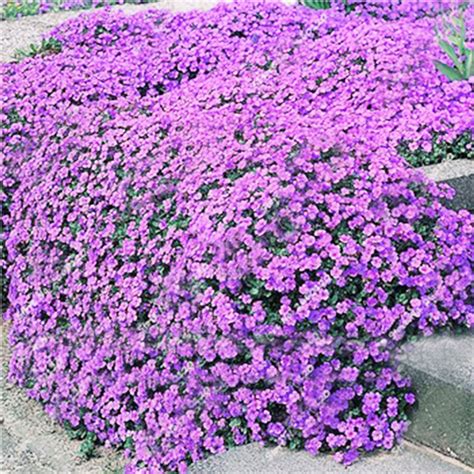 Ground Cover Hardy Perennials Ground Cover Is Best